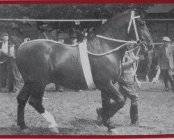 stallion Racot Mo 200 (Oldenburg, 1937, from Grunderbe 3504)