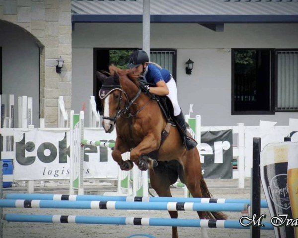 horse Epsom's Matcho Pss Z (Zangersheide riding horse, 2014, from Epsom Gesmeray)