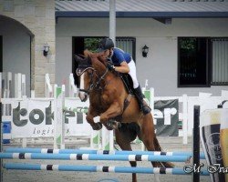 horse Epsom's Matcho Pss Z (Zangersheide riding horse, 2014, from Epsom Gesmeray)