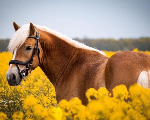 Pferd Star Rubin (Haflinger, 2017, von liz. 350/T Stainz)