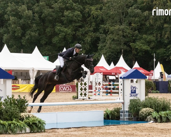 jumper Dawina 65 (Hanoverian, 2019, from Diacontinus)