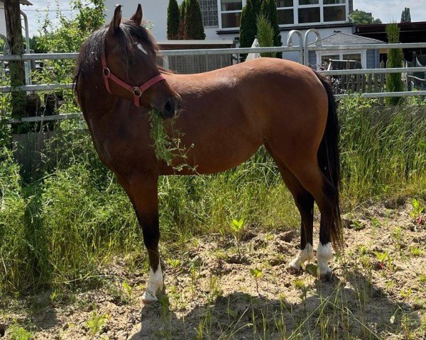 Pferd Sure A Magic Cielo (Quarter Horse, 2022)