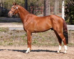 stallion Baloutelli 228 FIN (Holsteiner, 2018, from Balou du Rouet)