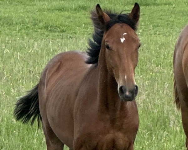 jumper Mini Aganix (Oldenburg show jumper, 2023, from Aganix du Seigneur)