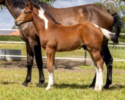 foal by Ramses Z (Zangersheide riding horse, 2024, from Reddy Wally Ter Linden)