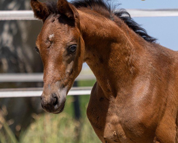 dressage horse Twiggy (KWPN (Royal Dutch Sporthorse), 2023, from Dutch Dream)