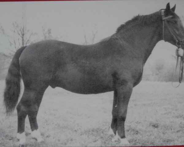 Deckhengst Rasmus Mo 1080 (Schweres Warmblut, 1953, von Rasputin Mo 445)