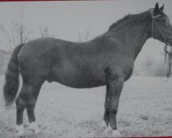 stallion Rasmus Mo 1080 (Heavy Warmblood, 1953, from Rasputin Mo 445)