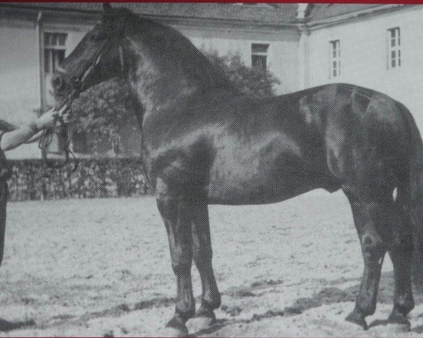 Deckhengst Rasputin Mo 445 (Schweres Warmblut, 1946, von Racot Mo 200)