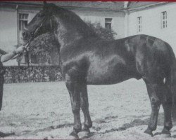 stallion Rasputin Mo 445 (Heavy Warmblood, 1946, from Racot Mo 200)