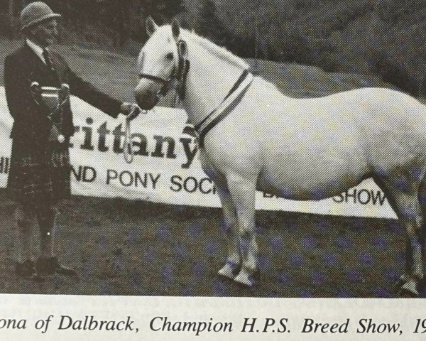 Pferd Rona of Dalbrack (Highland-Pony, 1979, von Heamish of Dalbrack)