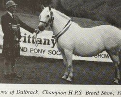 horse Rona of Dalbrack (Highland Pony, 1979, from Heamish of Dalbrack)