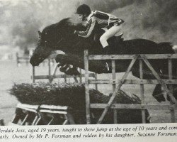 Pferd Bowderdale Jess (Fell Pony, 1971, von Mountain Flash II)