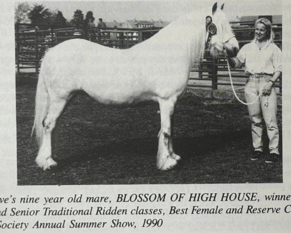 Pferd Blossom of High House (Dales-Pony, 1984, von Grey Rupert)