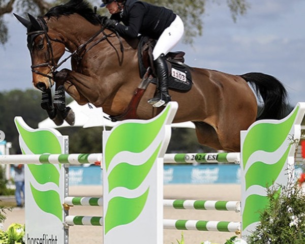 jumper Cenccon PS (Oldenburg show jumper, 2014, from Centadel)