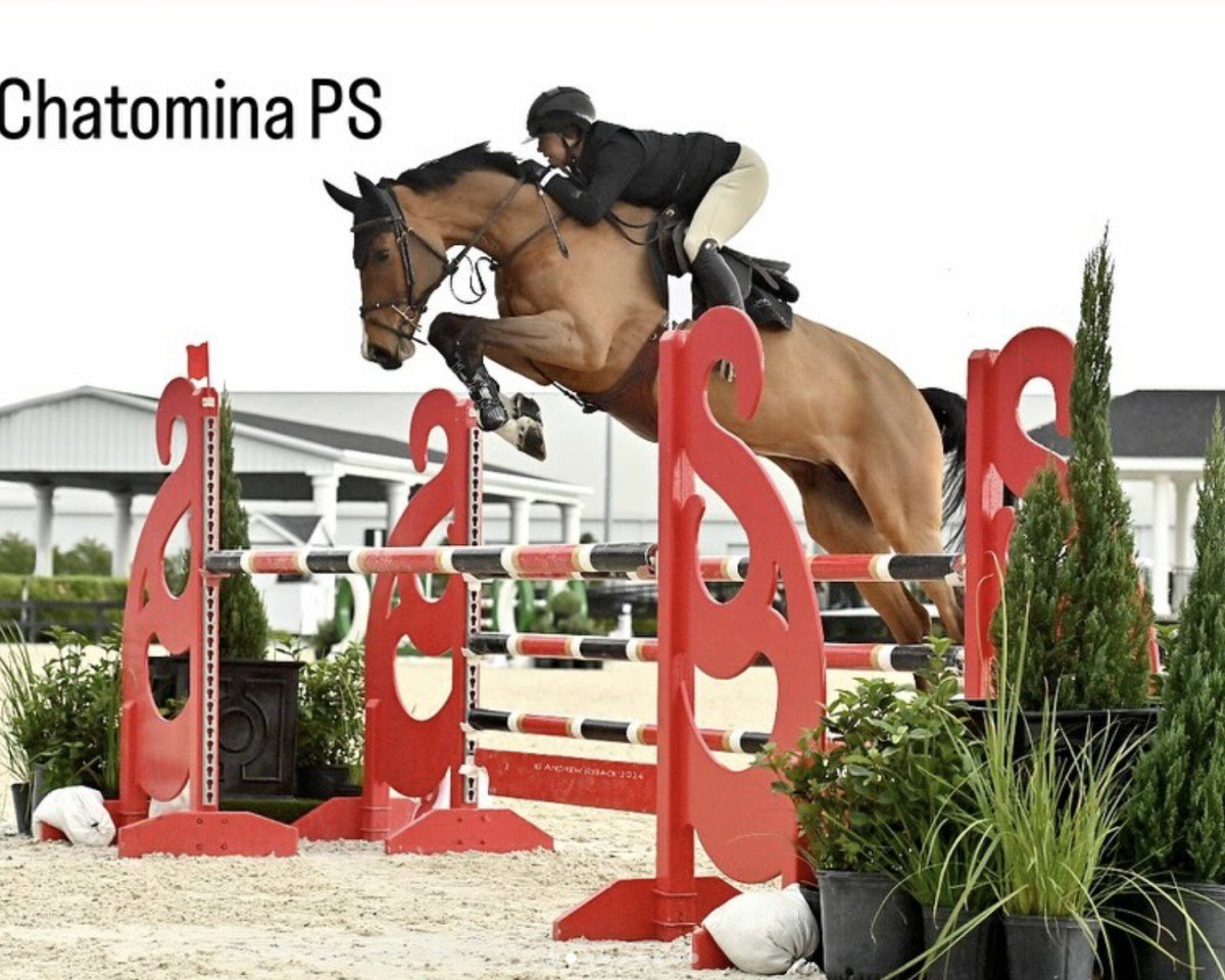 Springpferd Chatomina PS (Oldenburger Springpferd, 2016, von Chacoon Blue)