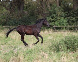 horse Darkardi Dream (Deutsches Sportpferd, 2023, from Glock's Dream Boy)