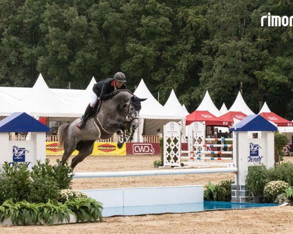 jumper Donata Regina (Holsteiner, 2019, from Diamant de Semilly)