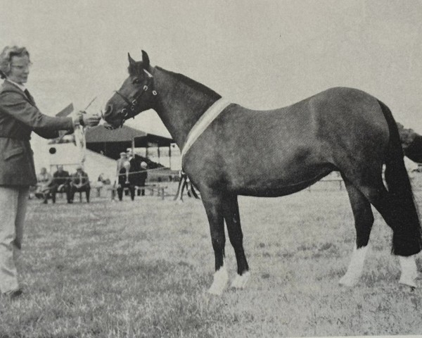 Zuchtstute Ceulan Cygnet (Welsh Mountain Pony (Sek.A), 1964, von Criban Pep)