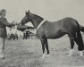 broodmare Ceulan Cygnet (Welsh mountain pony (SEK.A), 1964, from Criban Pep)