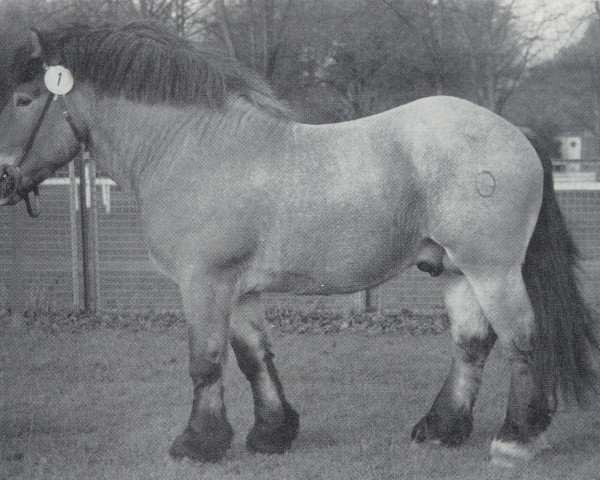 stallion Skalde 1854 (Rhenish-German Cold-Blood, 1979, from Smaragd von Siedenlangenbeck 3506)