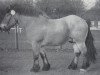 stallion Skalde 1854 (Rhenish-German Cold-Blood, 1979, from Smaragd von Siedenlangenbeck 3506)