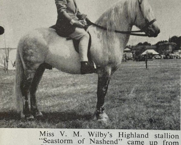 Pferd Sea Storm of Nashend (Highland-Pony, 1961, von Callum Og)