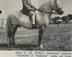 horse Sea Storm of Nashend (Highland Pony, 1961, from Callum Og)