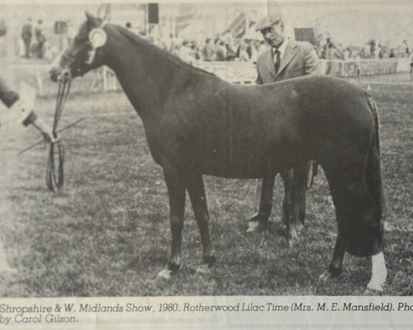 broodmare Rotherwood Lilac Time (Welsh-Pony (Section B), 1973, from Downland Chevalier)