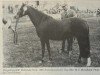 broodmare Rotherwood Lilac Time (Welsh-Pony (Section B), 1973, from Downland Chevalier)