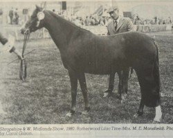 Zuchtstute Rotherwood Lilac Time (Welsh Pony (Sek.B), 1973, von Downland Chevalier)