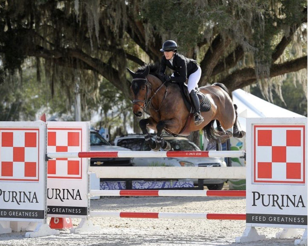 jumper Halifax Kdw Z (Zangersheide riding horse, 2012, from Horion de Libersart)