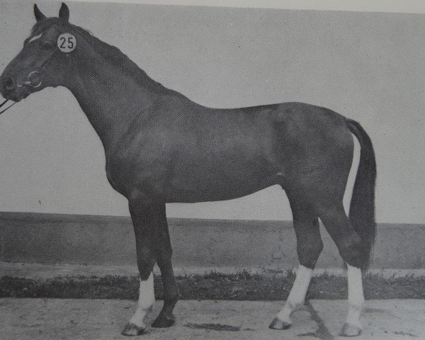 stallion Granat 1418 (Noble Warmblood, 1980, from Guam 3192)