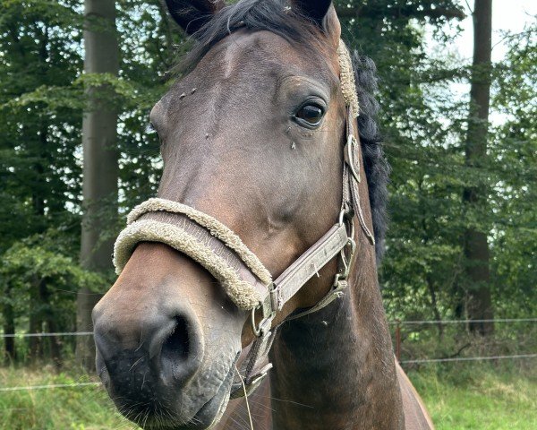 broodmare It Girl (Holsteiner, 2016, from Calinello)