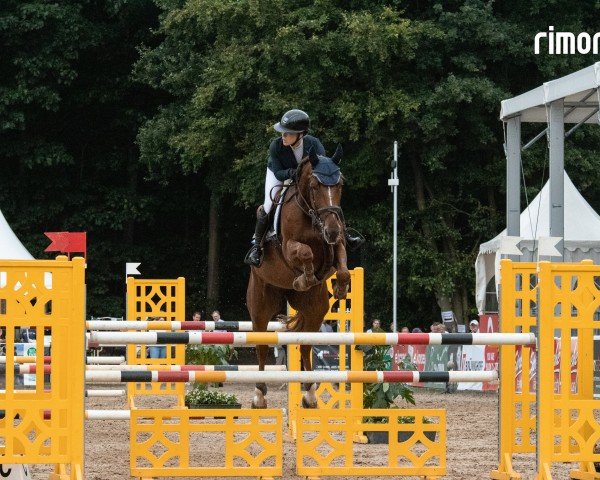 jumper Ginger Nut 4 (Hanoverian, 2019, from Glasgow van het Merelsnest)