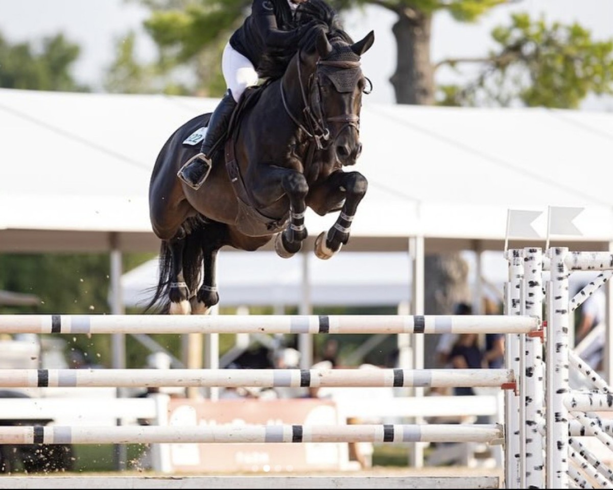 Springpferd Qornet vd Bisschop (Belgisches Warmblut, 2016, von Cornet Obolensky)