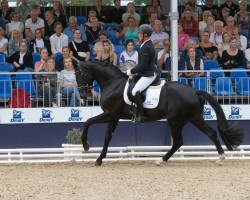 dressage horse Majestic Day (Hanoverian, 2021, from Majestic Taonga)