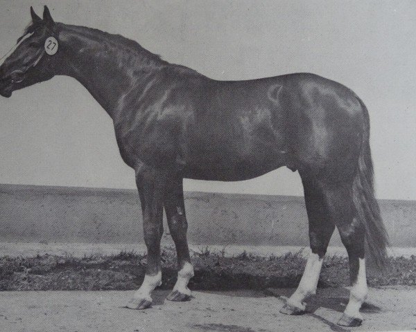 stallion Iltis 1419 (Noble Warmblood, 1980, from Impuls)