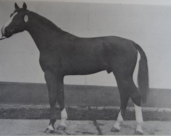 stallion Dukat 1417 (Noble Warmblood, 1980, from Disponent)