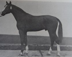 stallion Dukat 1417 (Noble Warmblood, 1980, from Disponent 3310)