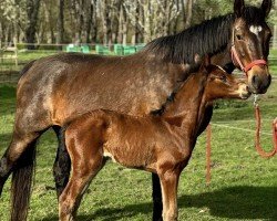 foal by Cassiopeia Z (Zangersheide riding horse, 2024, from Caballus Z)