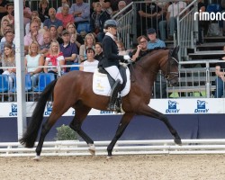 dressage horse Bentheim (Westphalian, 2021, from Belvedere DB)