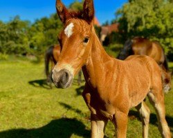 foal by Montego Fox (Mecklenburg, 2024, from Maracana)