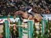 jumper La Cattolica (German Sport Horse, 2011, from Casdorff)