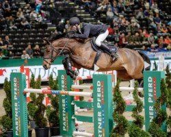 jumper La Cattolica (German Sport Horse, 2011, from Casdorff)