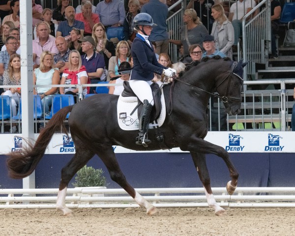 dressage horse Vitastic OLD (Oldenburg, 2021, from Viva Gold OLD)