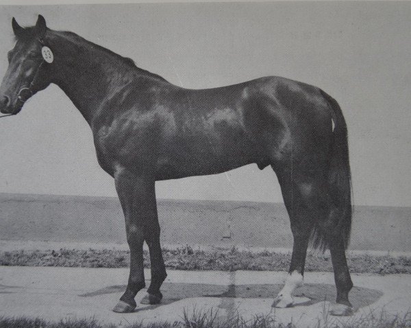 stallion Mirko 1420 (Noble Warmblood, 1980, from Mistral II 3350)