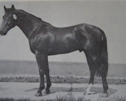 stallion Mirko 1420 (Noble Warmblood, 1980, from Mistral II 3350)