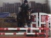 jumper Casalando Fs (German Sport Horse, 2012, from Casdorff)