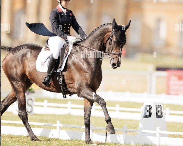 jumper Calahari 7 (German Sport Horse, 2013, from Casdorff)